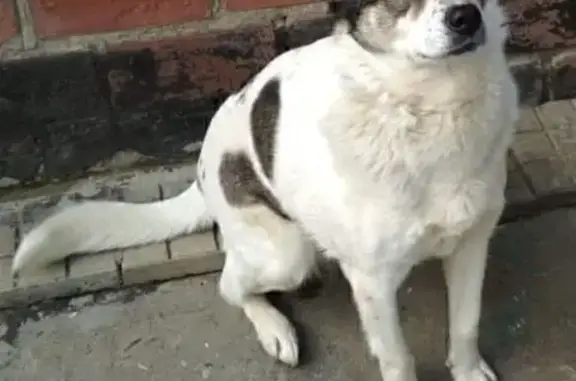 Собаки потеряшки, Ростов-на-Дону, фото: Потеряшка собака, ул. Павлодарская, 184