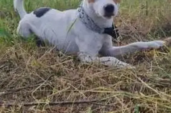 Пропала собака на ул. Бутлерова, Дзержинск