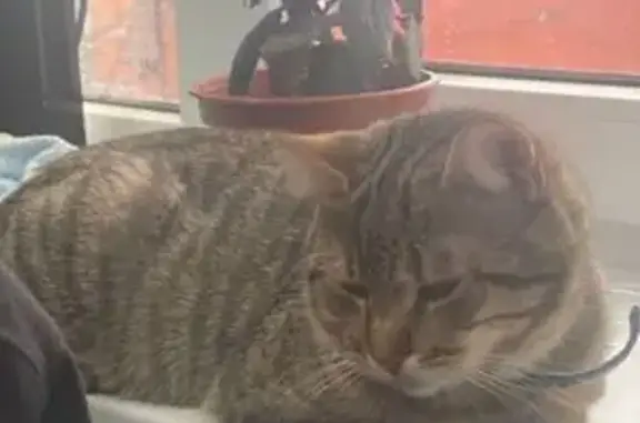 Пропал кот, ул. Гайдара 25, Новороссийск