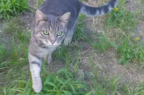 Пропал кот Томас, Пролетарская 38а, Тула