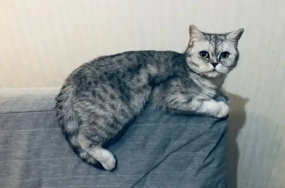 Пропала кошка, Егорьевское, Татарстан