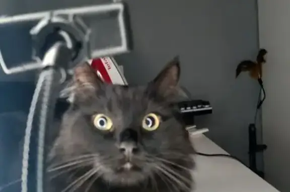 Пропала кошка на Калинина, 25А, Ростов-на-Дону