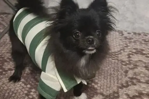 Собаки потеряшки, Магнитогорск, фото: Потеряшка собака, Советская ул., Магнитогорск