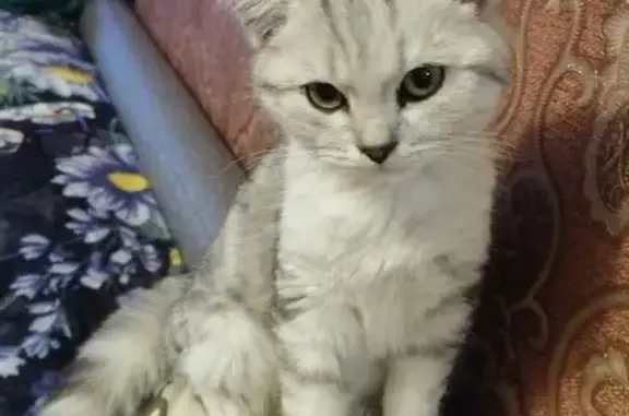 Кошка найдена: Пузакова 68, Тула