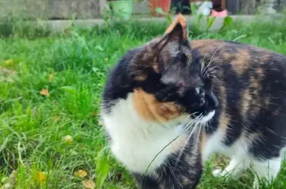 Пропала трехцветная кошка, ул. Красный Бор 20