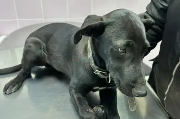 Найдена собака, Волгоград, фото: Сбили щенка, ищем хозяев: Рионская 24