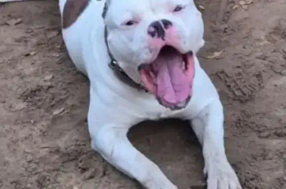 Найдена собака, Астрахань, фото: Собака найдена: Грановский пер., 54 к2