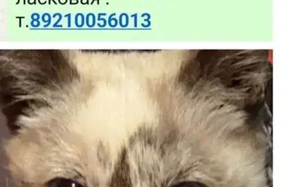 Калининград: найдена сиамская кошка