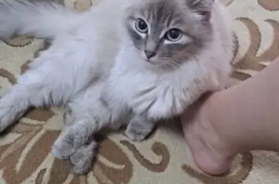 Пропала кошка, Новая ул., Иркутск