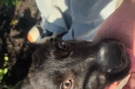 Пропала собака в Уфе, Башкортостан