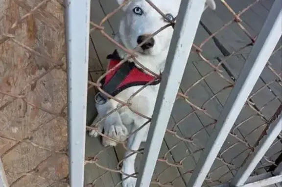 Пропала собака, ул. Мичуринская, 58, Ростов-на-Дону