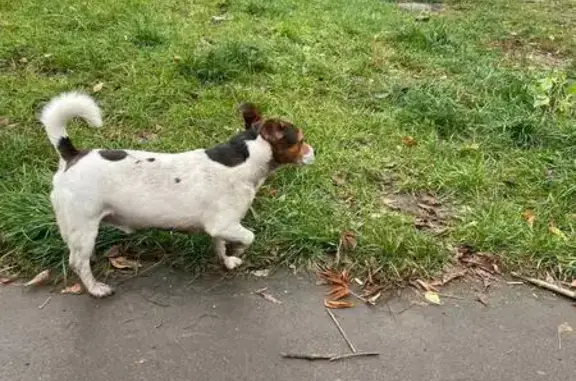 Найдена собака, Байкальская ул., Москва