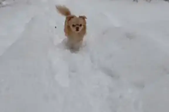 Собаки потеряшки, Санкт-Петербург, фото: Потеряшка собака в Левашово, СПб