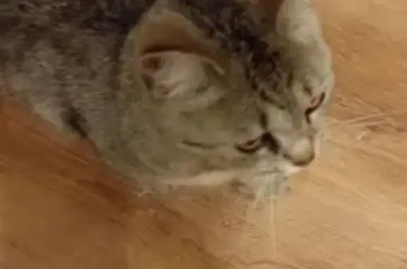 Найдена кошка, , фото: Кошка найдена: ул. Молодцова, Рязань