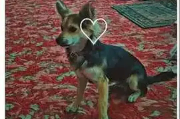 Пропала собака, ул. Социалистическая, 38А