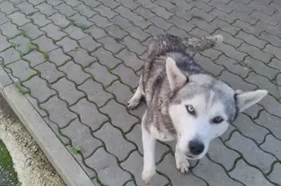 Найдена собака, Липецк, фото: Найдена собака, ул. Стаханова 58, Липецк