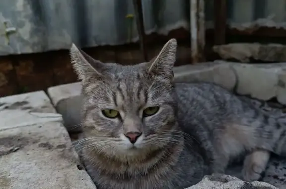 Пропала кошка, ул. Матросова 117, Воронеж