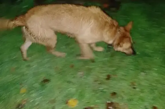 Найдена собака, Тула, фото: Пропала рыжая собака, Орловское шоссе, Тула