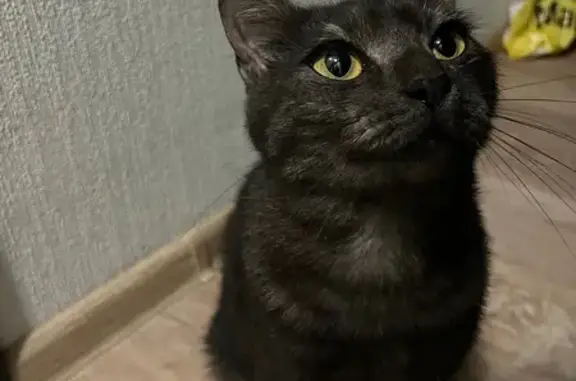 Найдена кошка, , фото: Кошка найдена на Тепличной, 62/1 к3