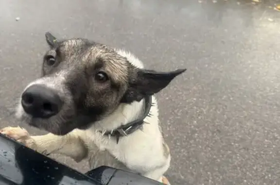 Найдена собака, Ленинградская область, фото: Собака найдена у пос. Дружная Поляна, ЛО