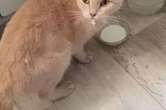 Кошка найдена: Омск, Омская область