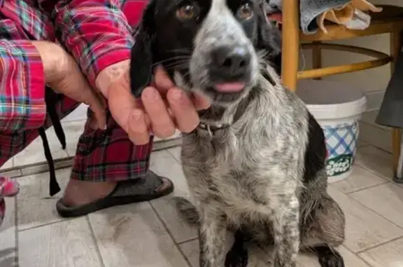 Найдена собака, Воронежская область, фото: Собака найдена: Рамонь, Воронежская обл.