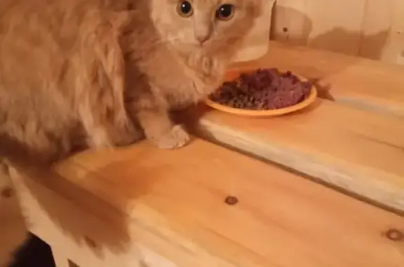 Найдена кошка, Пермь, фото: Найдена кошка, Мартовская ул., Пермь