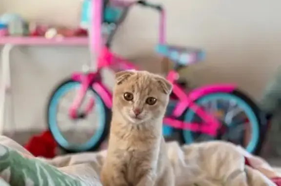 Кошки потеряшки, Белорецк, фото: Потеряшка кошка, Весенняя ул. 46, Белорецк