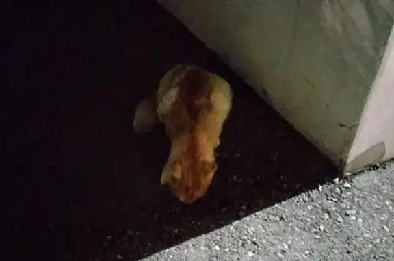 Рыжий кот найден: Ново-Садовая 215Б, Самара