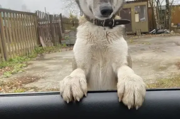 Найдена собака, Пермский край, фото: Найдена собака с ошейником, Пермь