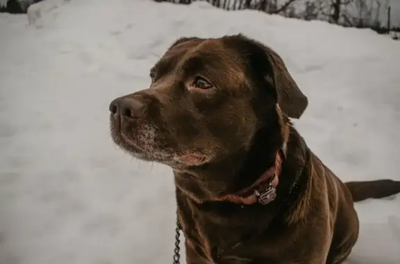 Пропала собака, Магистральная 40, Арх.