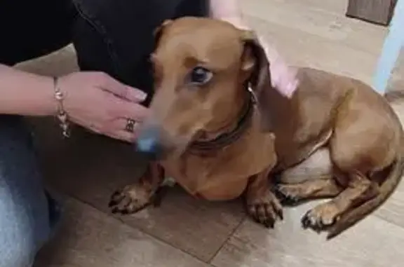 Такса найдена: Моск. пр., 14/1, Воронеж