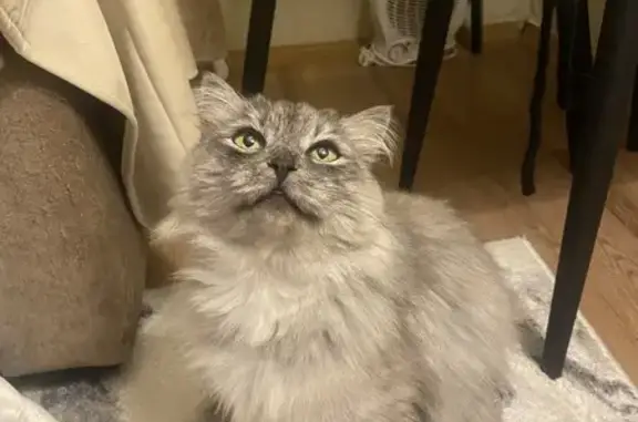 Кошка найдена, Карпинского 15, Пенза