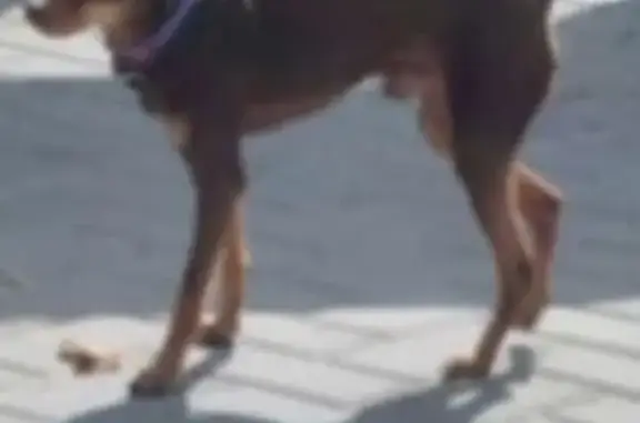 Собаки потеряшки, , фото: Потеряшка собака, 41К-075, Бугры