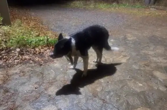 Найдена собака, Курганово, фото: Собака найдена, Селькоровская ул., Курганово