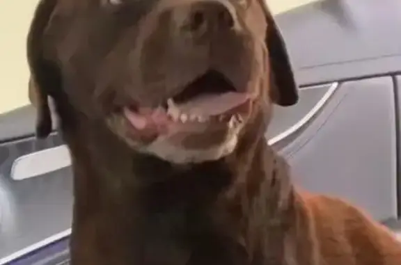 Пропала собака, Северная ул. 65/10