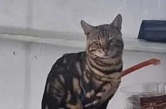 Кошки потеряшки, Волгоградская область, фото: Потеряшка кот, Заплавненское с/п, Волгоград