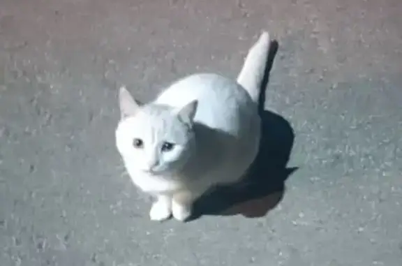 Кошка на балконе, Булгаково, Башкортостан