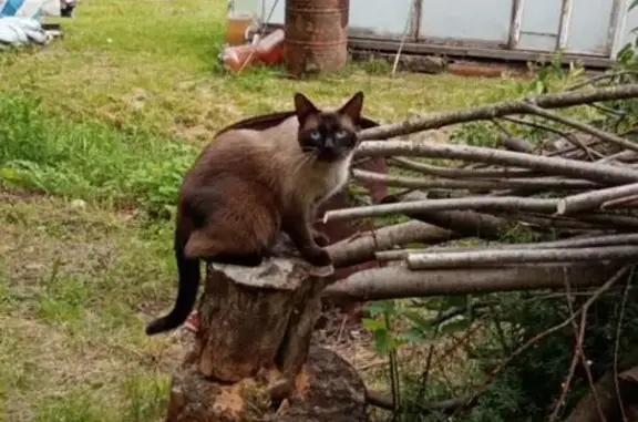 Объявления о пропавших и найденных животных, Ярославская область, фото: Пропала кошка, Семибратово, Ярославль