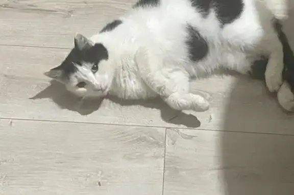 Кошки потеряшки, Алаторка, фото: Потеряшка кошка, Карагановская 39, Алаторка