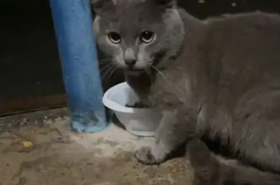 Найдена кошка, Коломна, фото: Котёнок найден: ул. Буфеева, 11А, Коломна