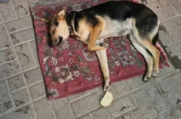 Найдена собака, Обнинск, фото: Найдена собака, Обнинск, Кабицынская 20А