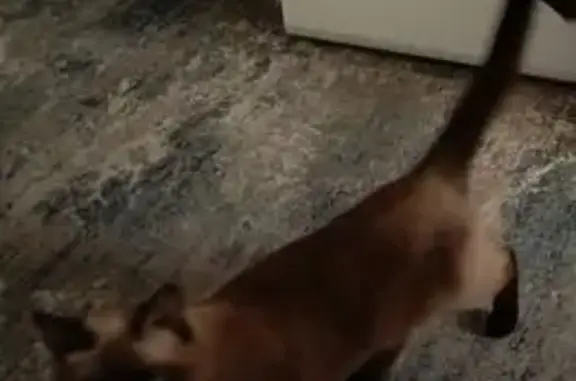 Пропала кошка, Красногвардейский бул. 17