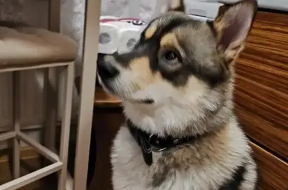 Объявления о пропавших и найденных животных, Кондопога, фото: Пропала собака, Октябрьское шоссе, Кондопога