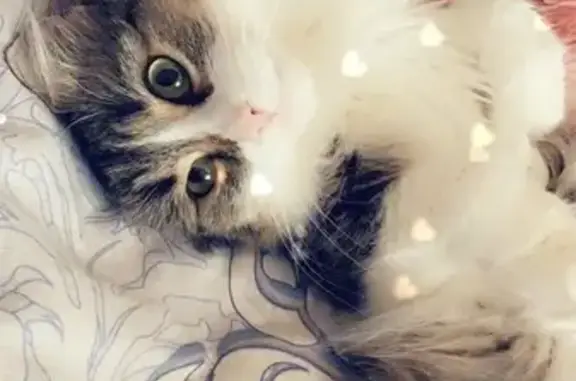 Пропала кошка на Ульяновской 10, Пенза