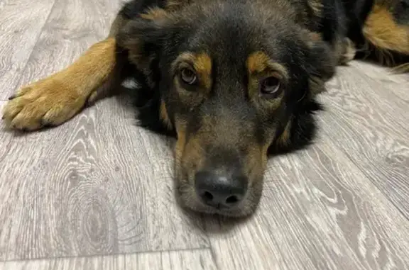 Собака найдена, ул. Плеханова 153, Тула