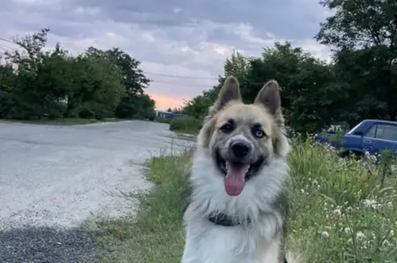 Пропала собака, 4-й Волчанский пер., Белгород