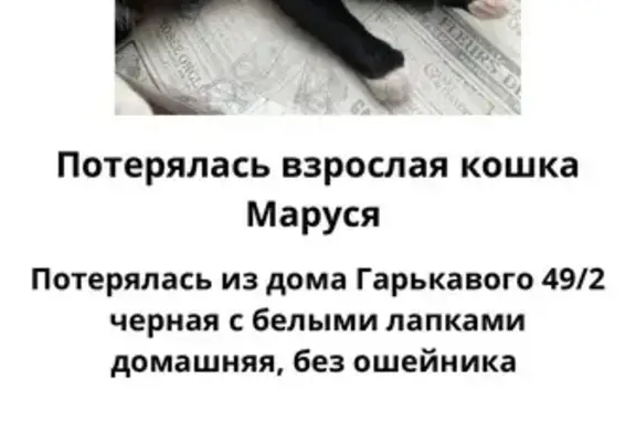 Пропала кошка, ул. Пограничника 49 к2