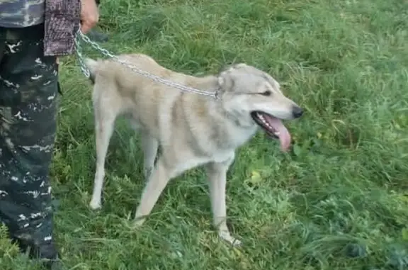 Пропала лайка, Иткуловский сельсовет