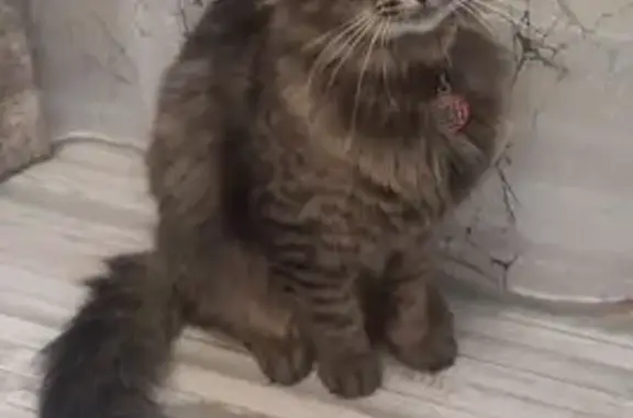 Кошки потеряшки, Московская область, фото: Потеряшка кошка Серый, Мостовик МО